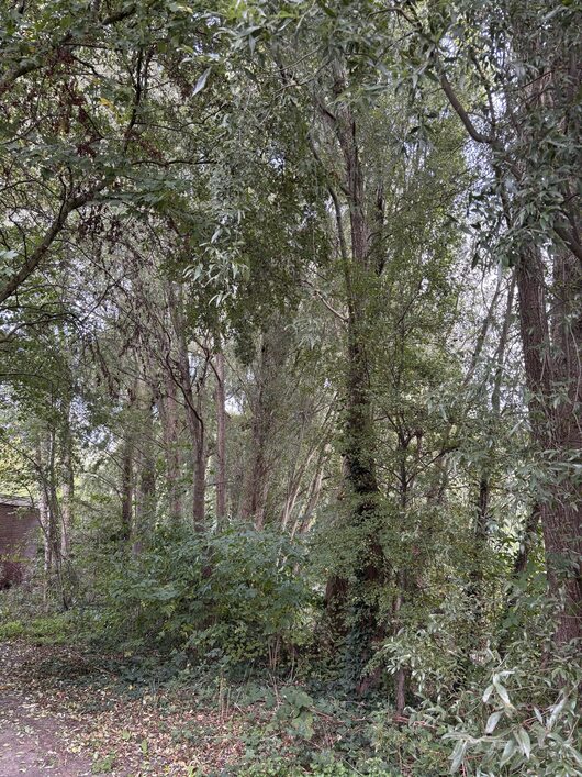 Bomen in Kennemerpark